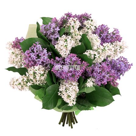 Bouquet Bouquet Purple haze