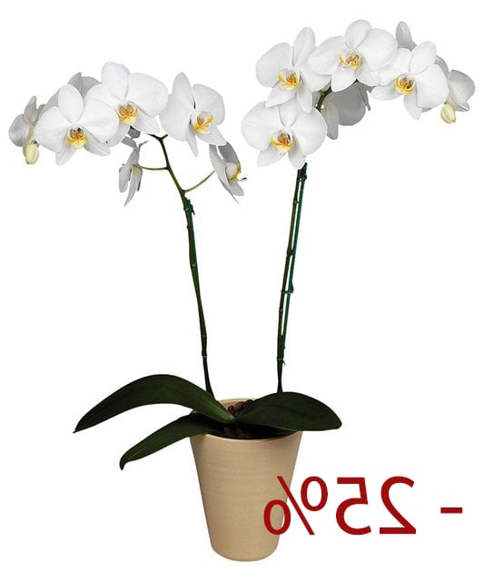 Bouquet Orchid 25% discount