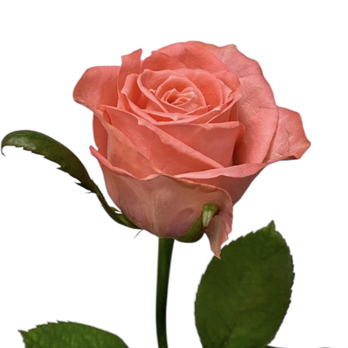 Bouquet Coral roses per number