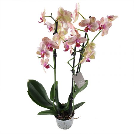 Product Pink and yellow orchid
