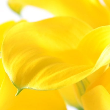 Bouquet Yellow_sea