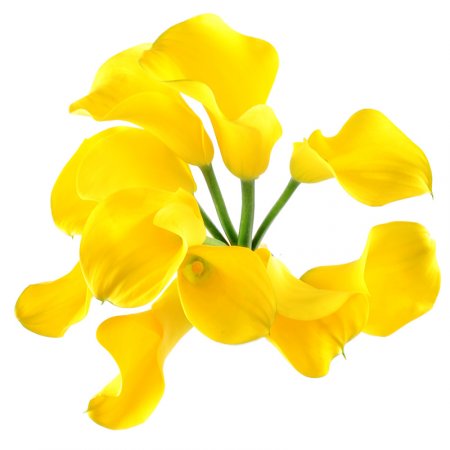 Bouquet Yellow_sea