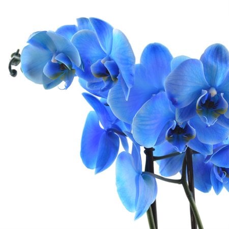 Product Blue orchid