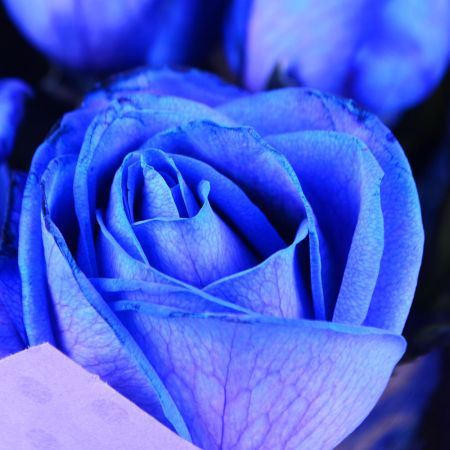 Bouquet 51 blue roses