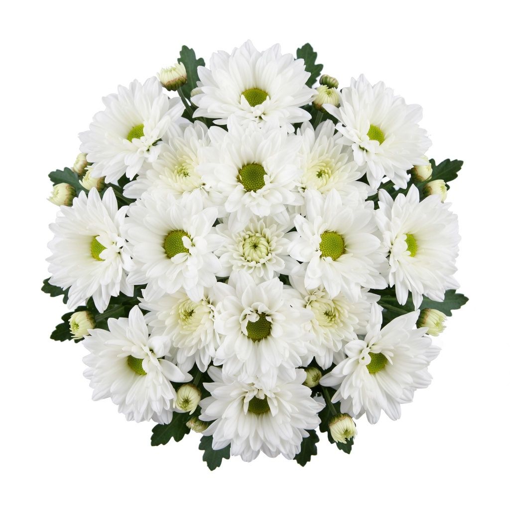 Bouquet White chrysanthemums by the piece (spray)