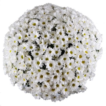 Beautiful 'Big bouquet of chrysanthemums' to buy with delivery