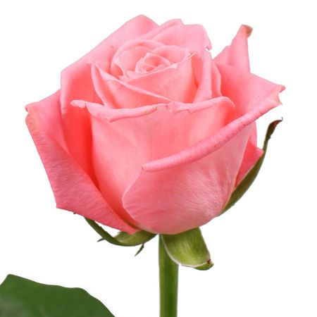 Order beautiful bouquet of pink roses in the online store
