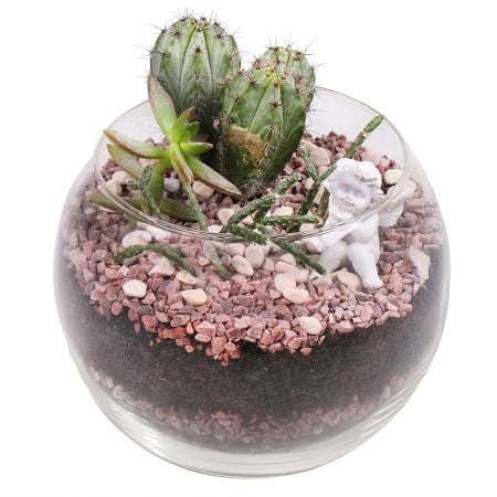 Succulents in Aquarium - order with delivery