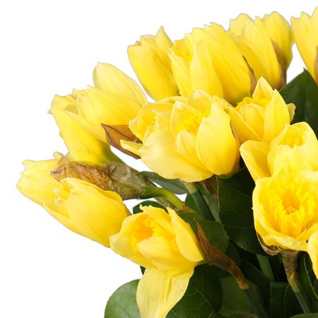 Bouquet Bouquet of daffodils (35 pcs.)
