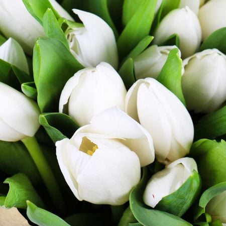 Bouquet 51 white tulips