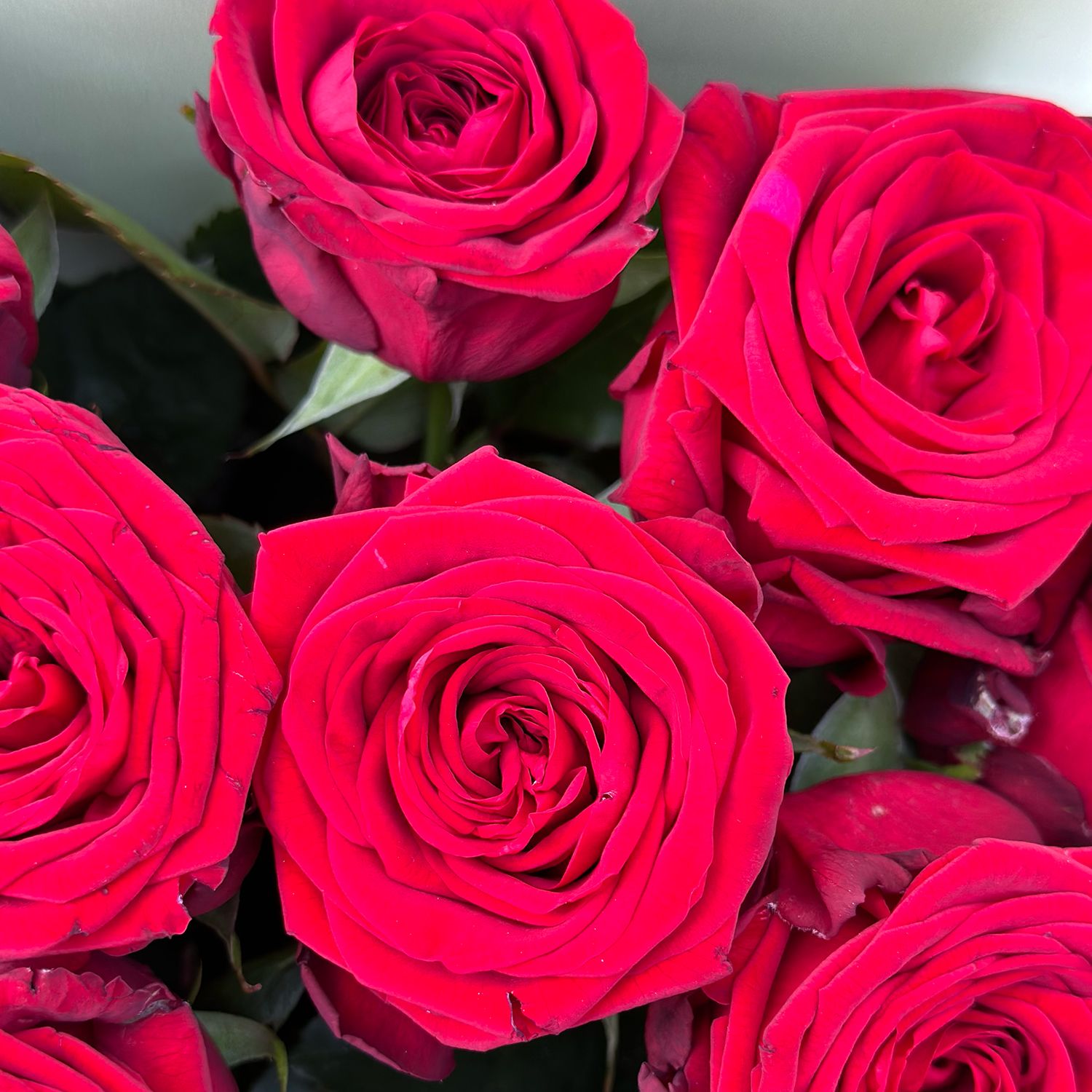 rose (11 pcs.), packaging, ribbon