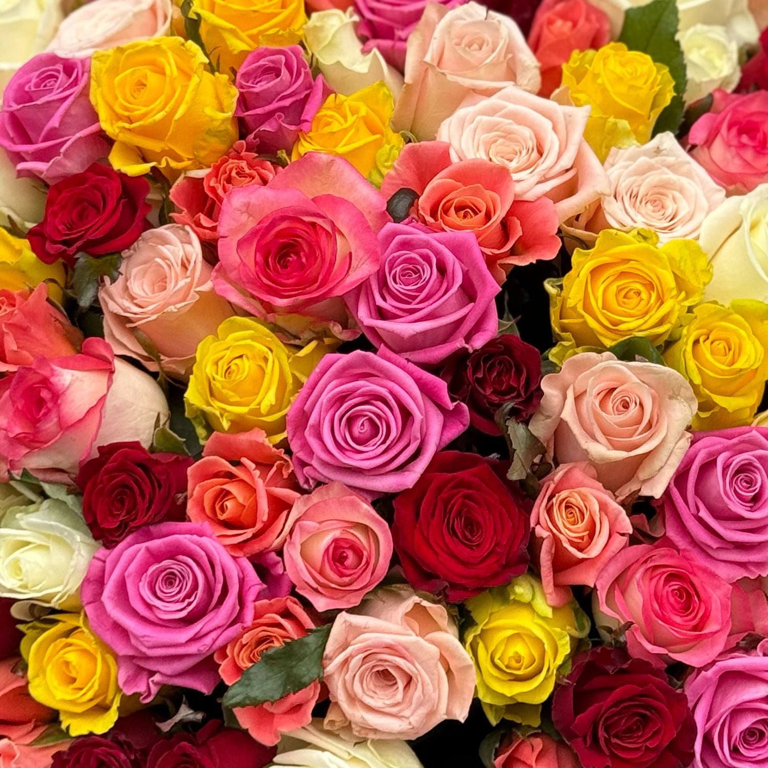 rose (101 pcs.), packaging, ribbon