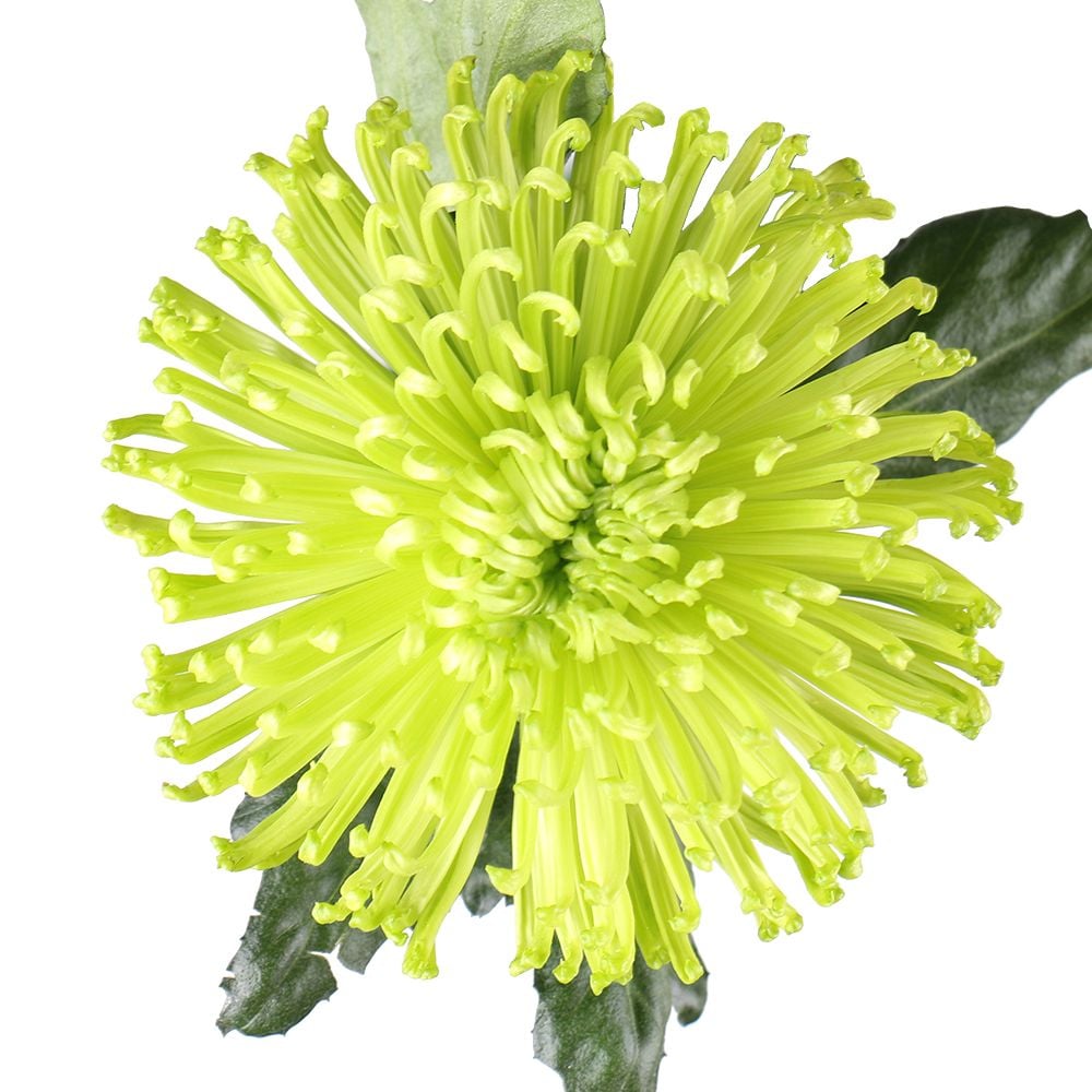 Buy beautiful chrysanthemums with delivery to any city
