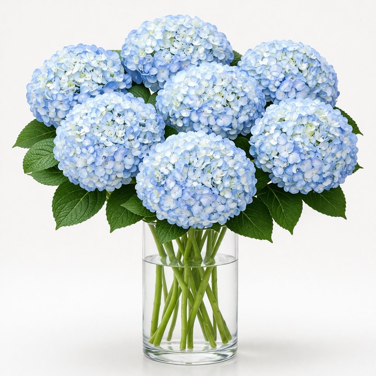 Buy marvellous azure hydrangeas. Delivery to any city!
