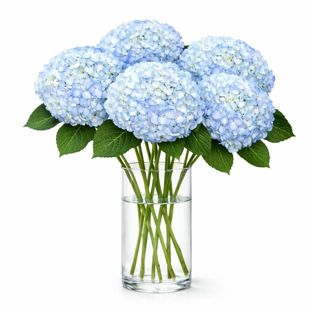 Buy marvellous azure hydrangeas. Delivery to any city!
