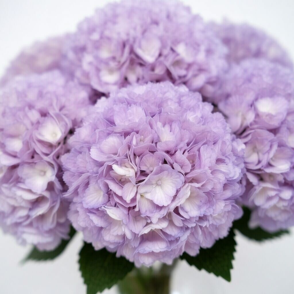 Bouquet Hydrangea purple piece
