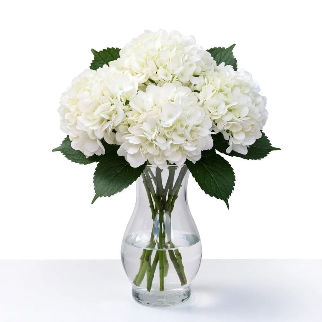 Buy white hydrangea apiece with delivery throughout the world