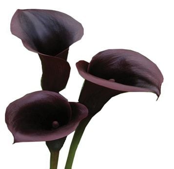 Bouquet Black callas by the piece