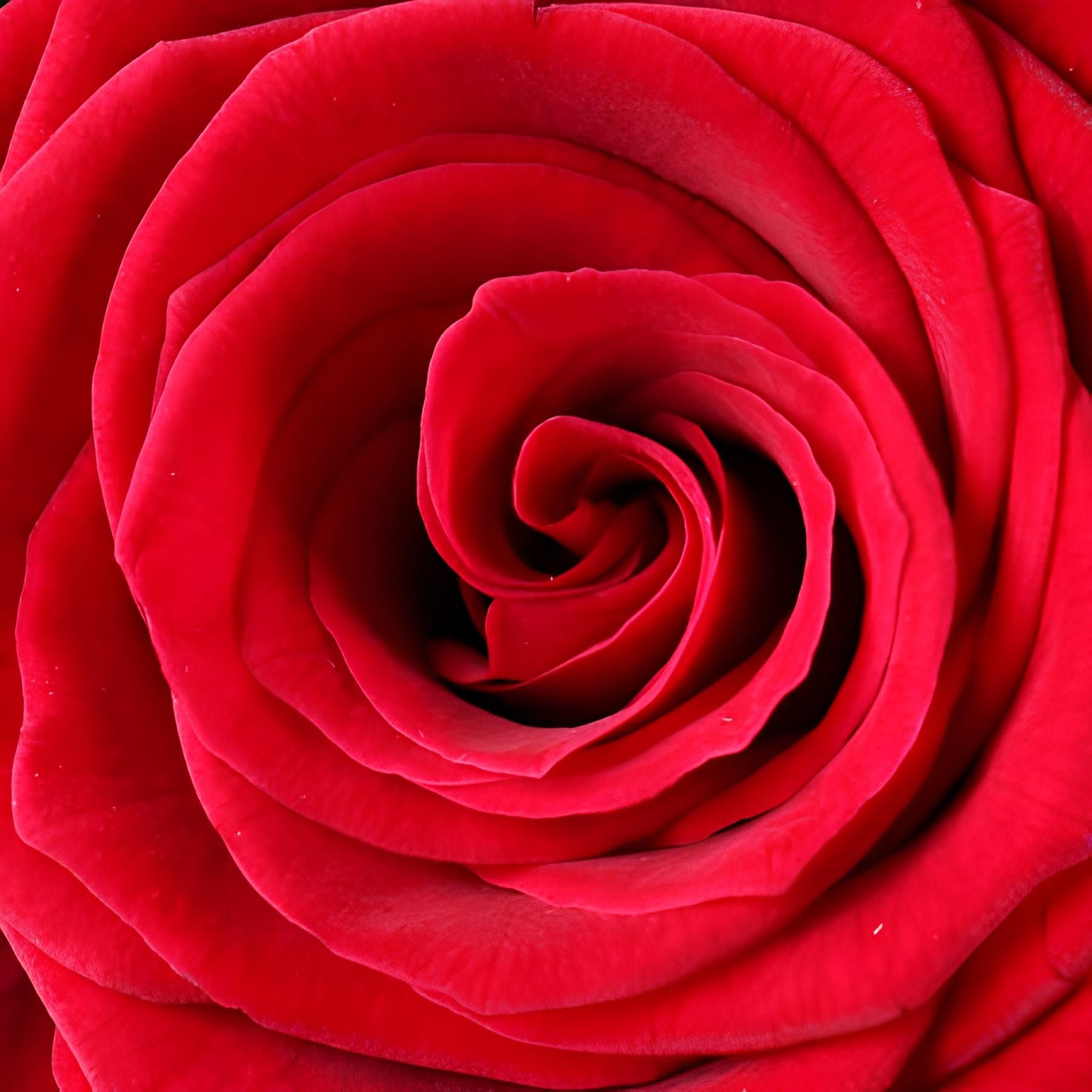 rose (50 pcs., packaging, ribbon)