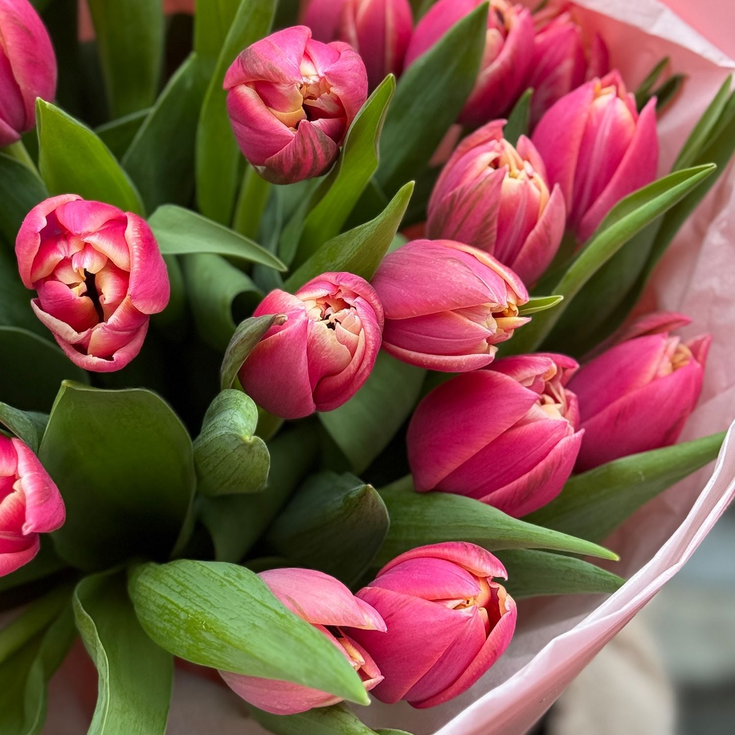 Bouquet Pion-shaped tulip by the piece