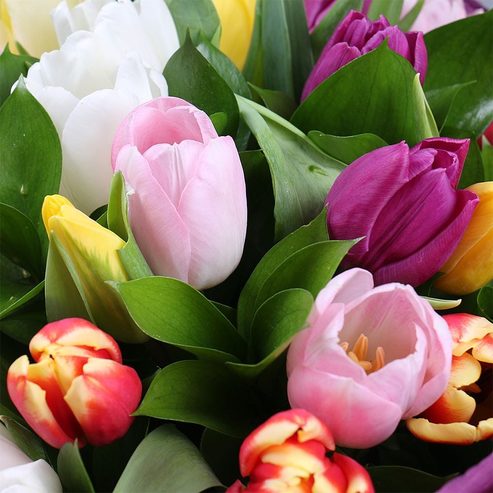 Bouquet 25 multi colored tulips