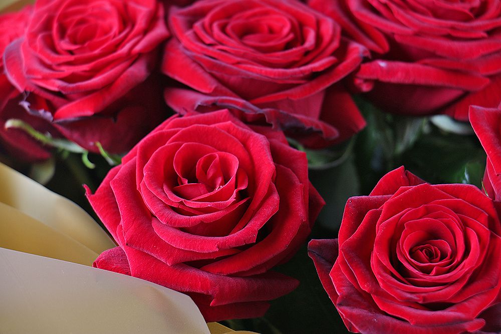 Bouquet 21 roses Dnepr