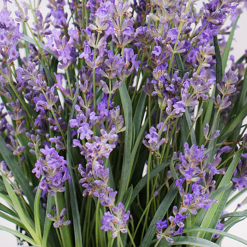 Bouquet Lavender in pot