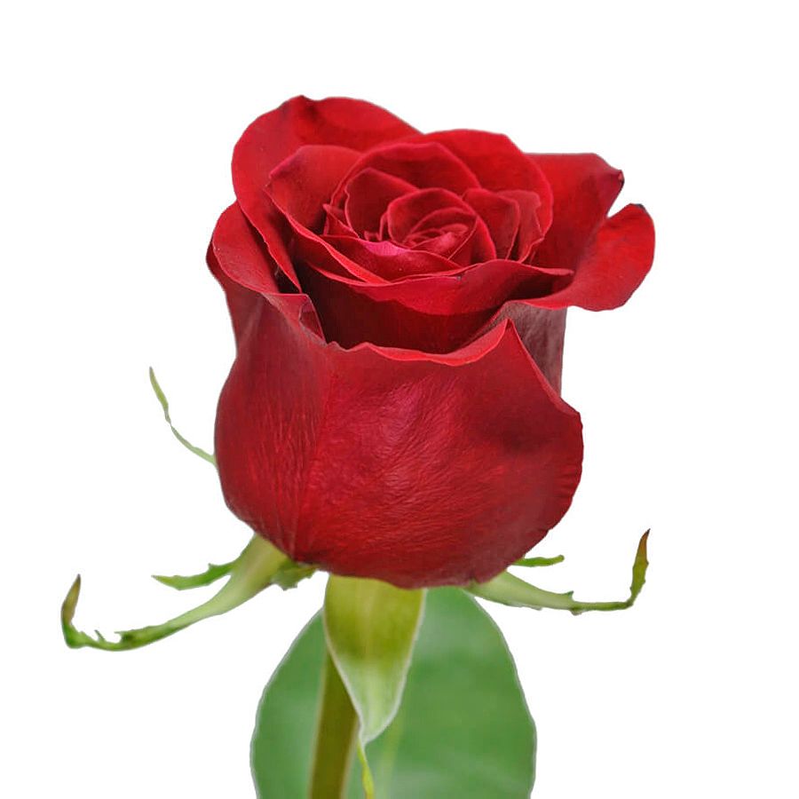 Bouquet Red rose premium by piece 50cm