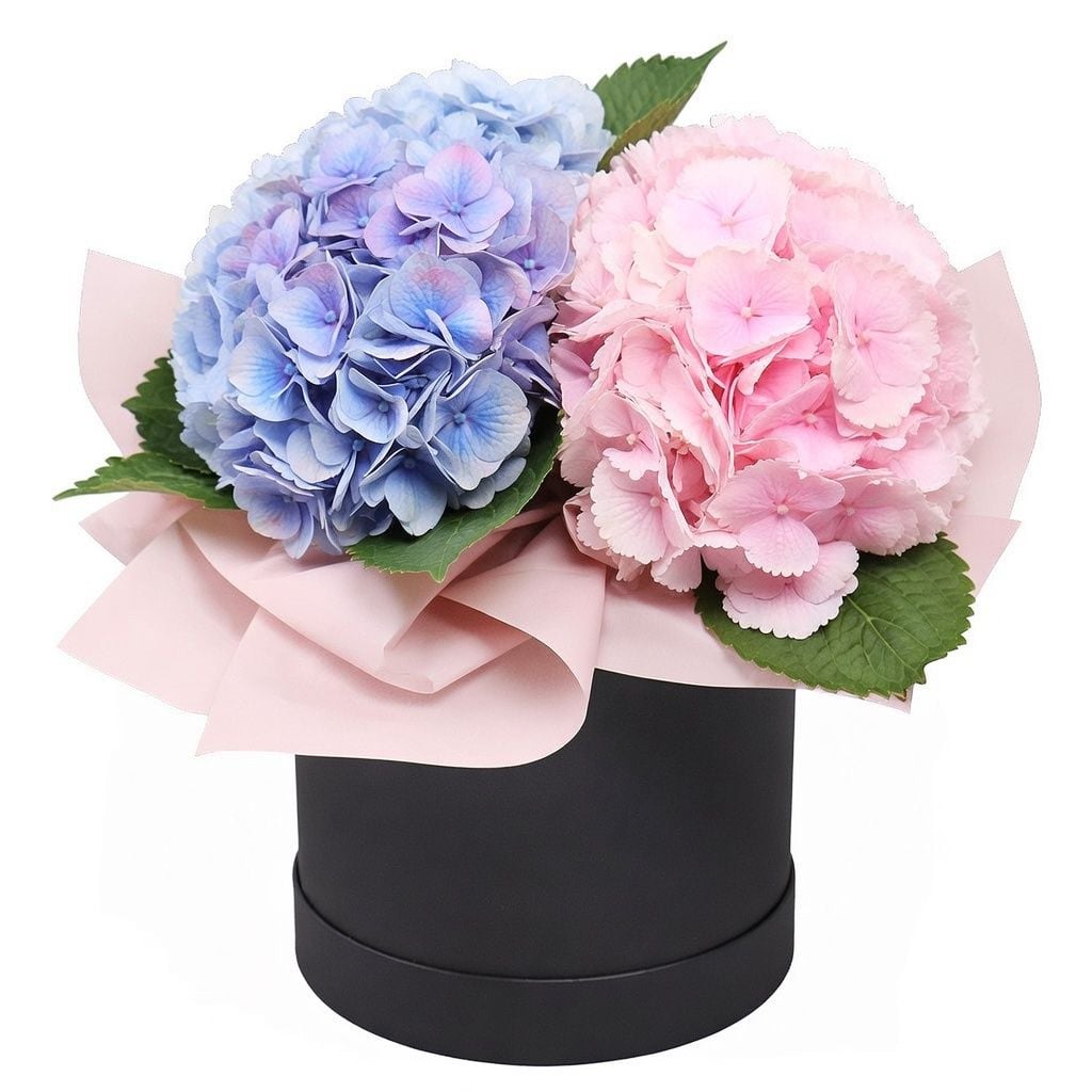Bouquet Hydrangea in a box