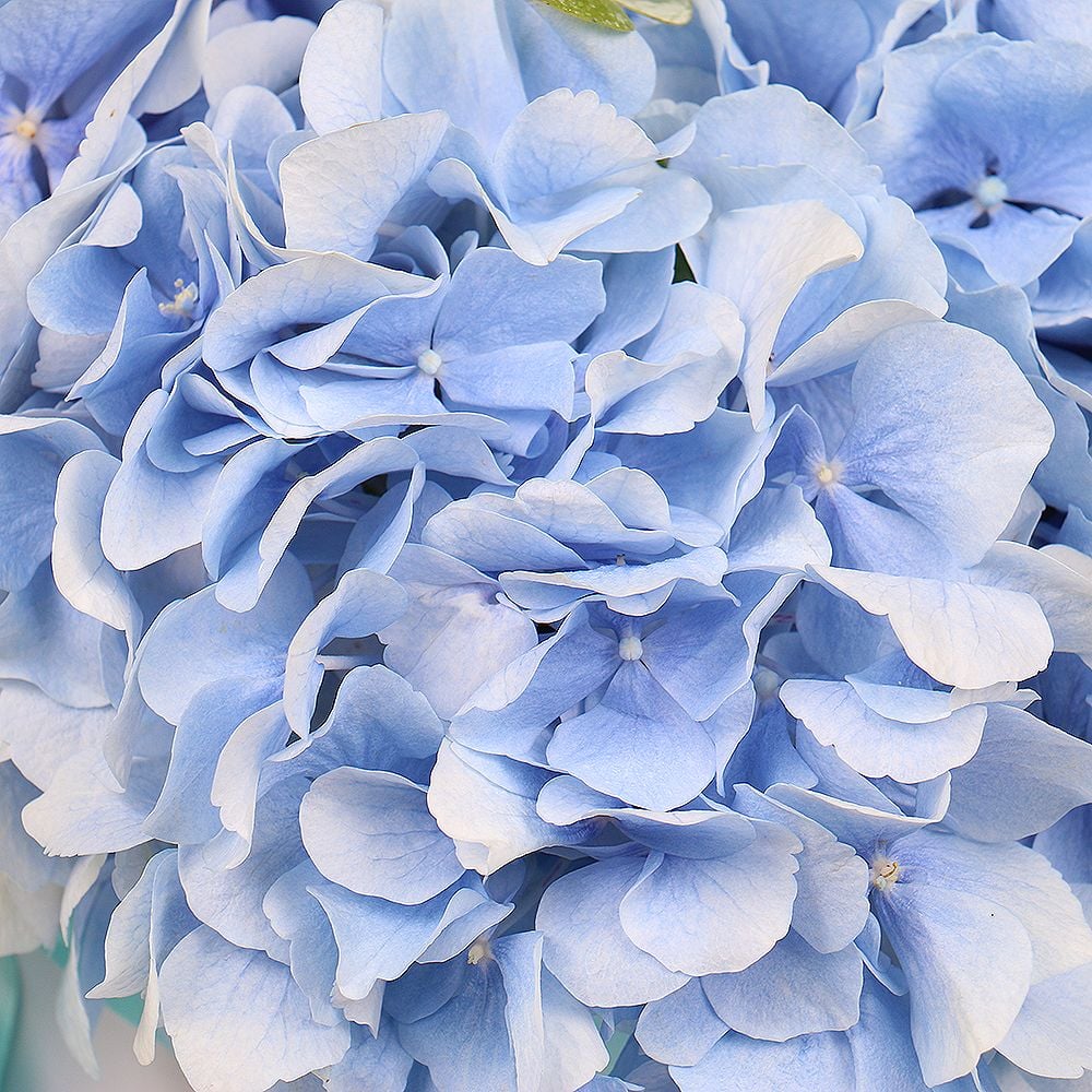 Bouquet Blue hydrangea in a box