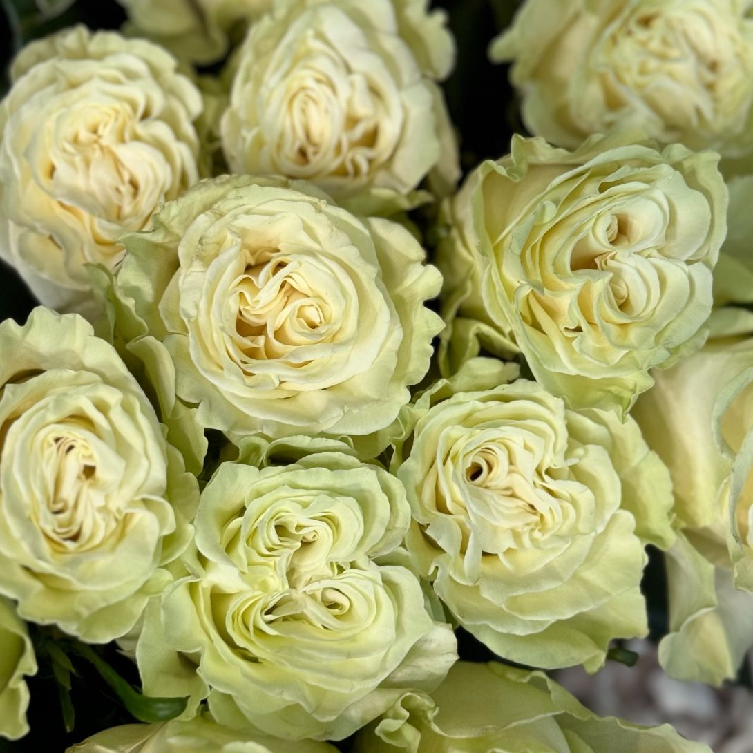 Bouquet Rose Mondial by piece 90 cm