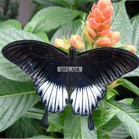 Product Butterfly Papilio lowi