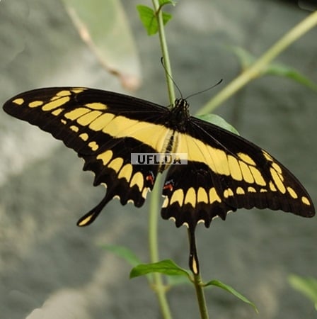 Product Butterfly Papilio thoas