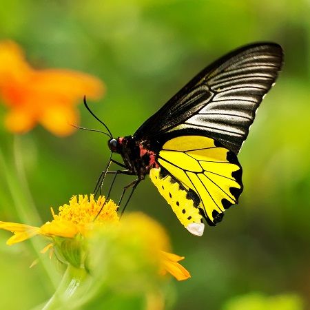 Product Butterfly Troides rhadamantus