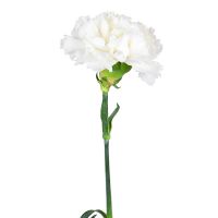 Order white carnations by the piece at on-line flower shop