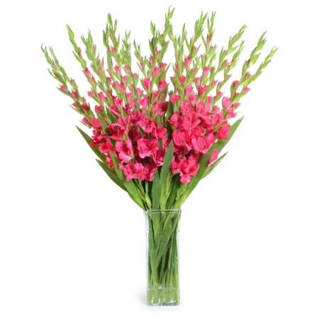 Bouquet Pink gladiolus