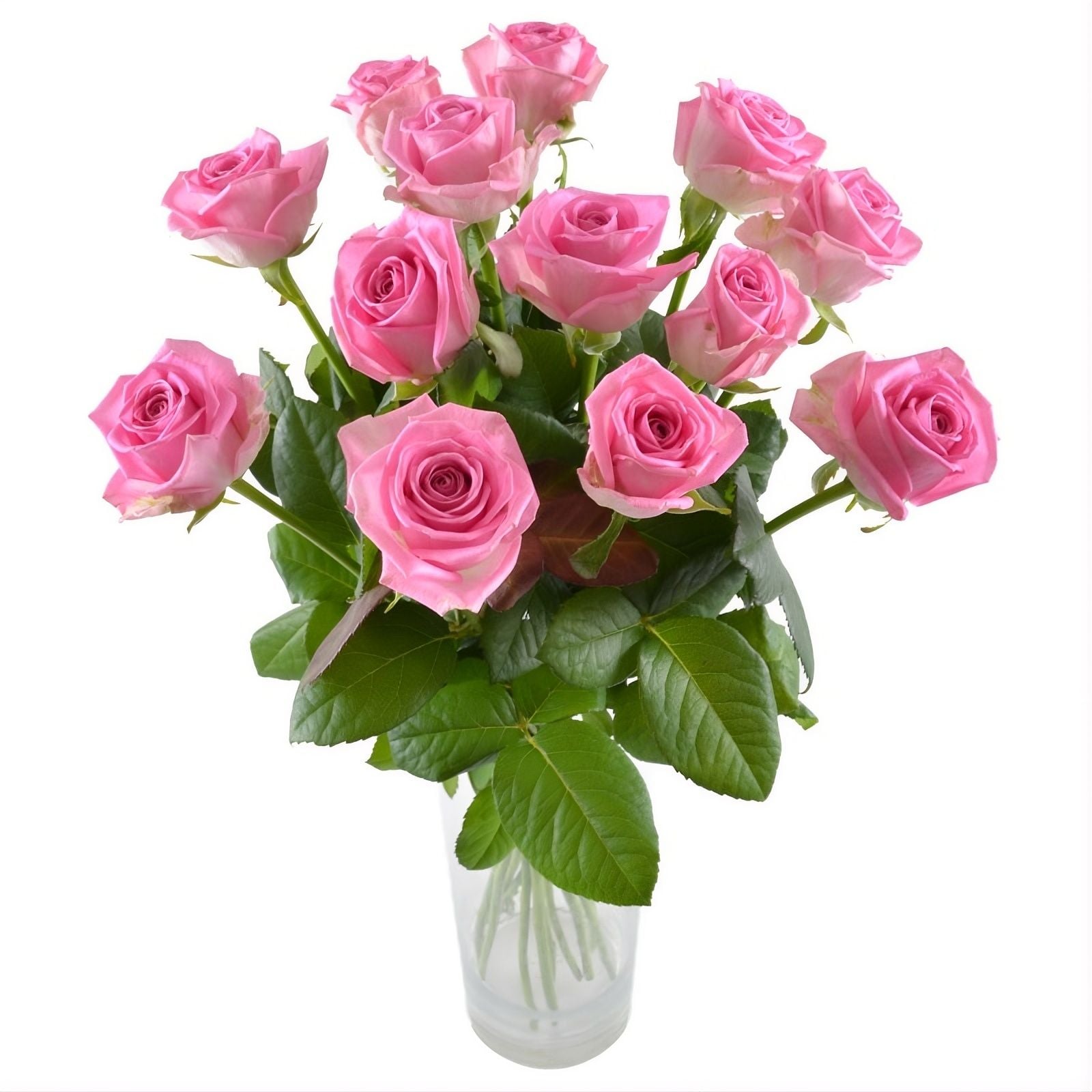 pink rose (13 pcs.), packaging, ribbon