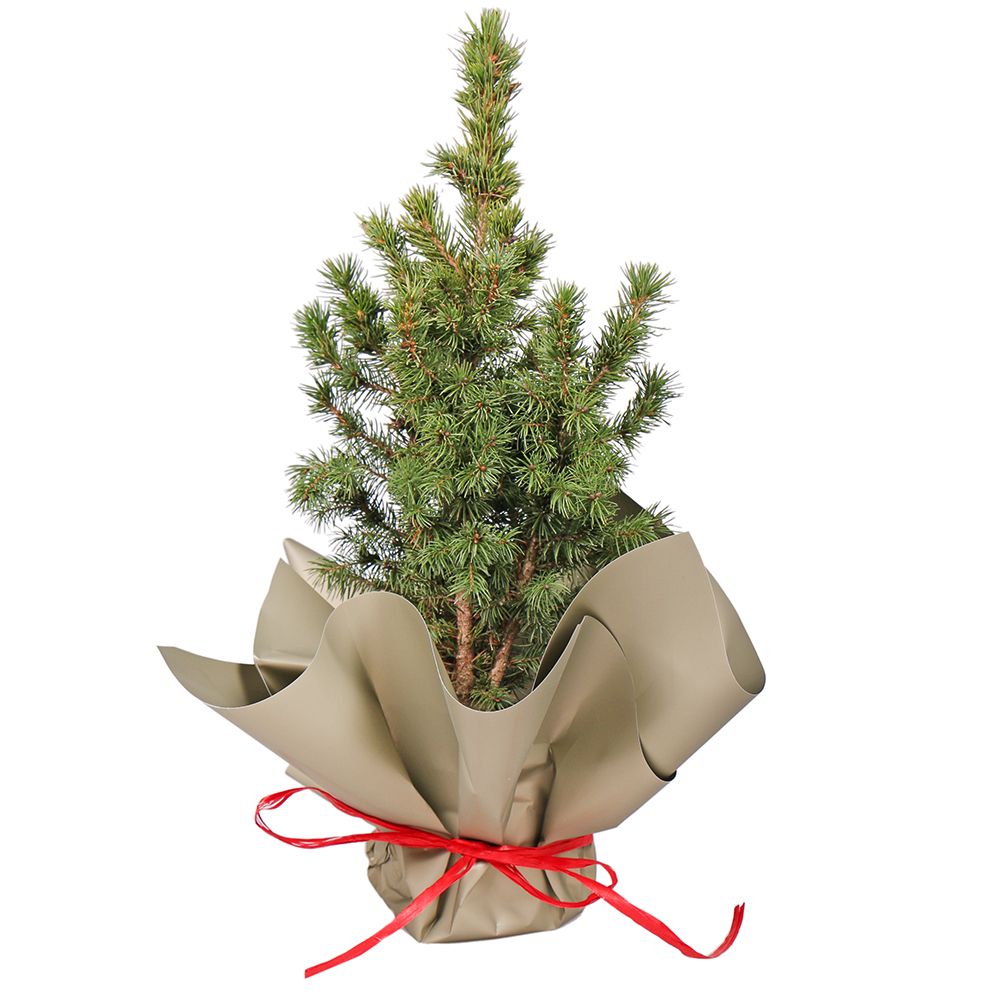 Product Spruce in a pot