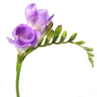 Order freesia purple piece in the internet-shop with delivery to any city
