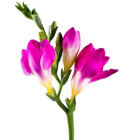 Order freesia pink piece in the internet-shop with delivery to any city