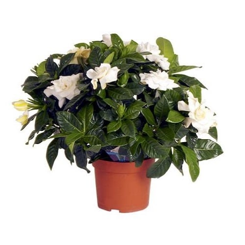 Product Gardenia jasminoides