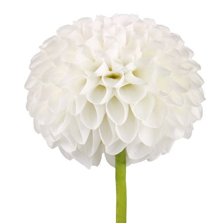 Bouquet White dahlia by piece