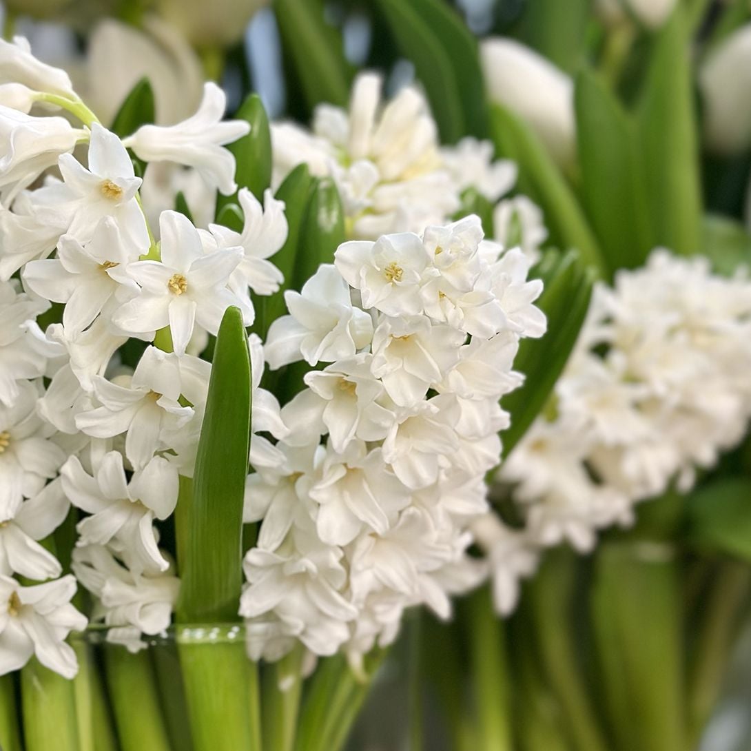 Bouquet Hyacinth white by piece