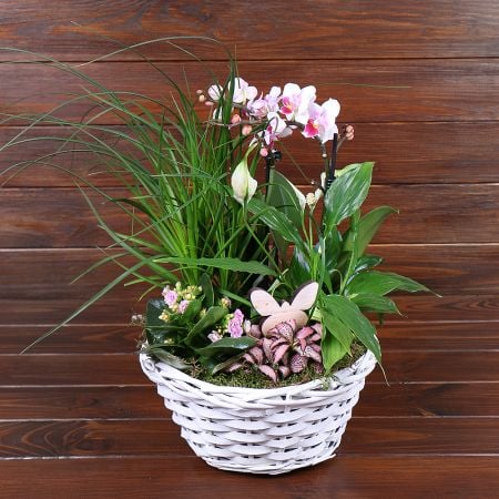 Product Potted mix in a basket