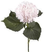 Buy white hydrangea apiece with delivery throughout the world