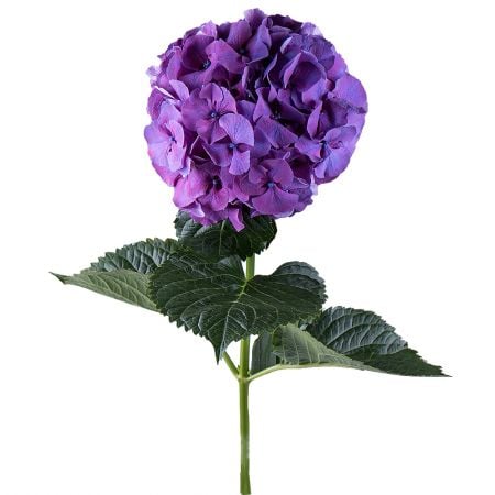 Bouquet Hydrangea purple piece