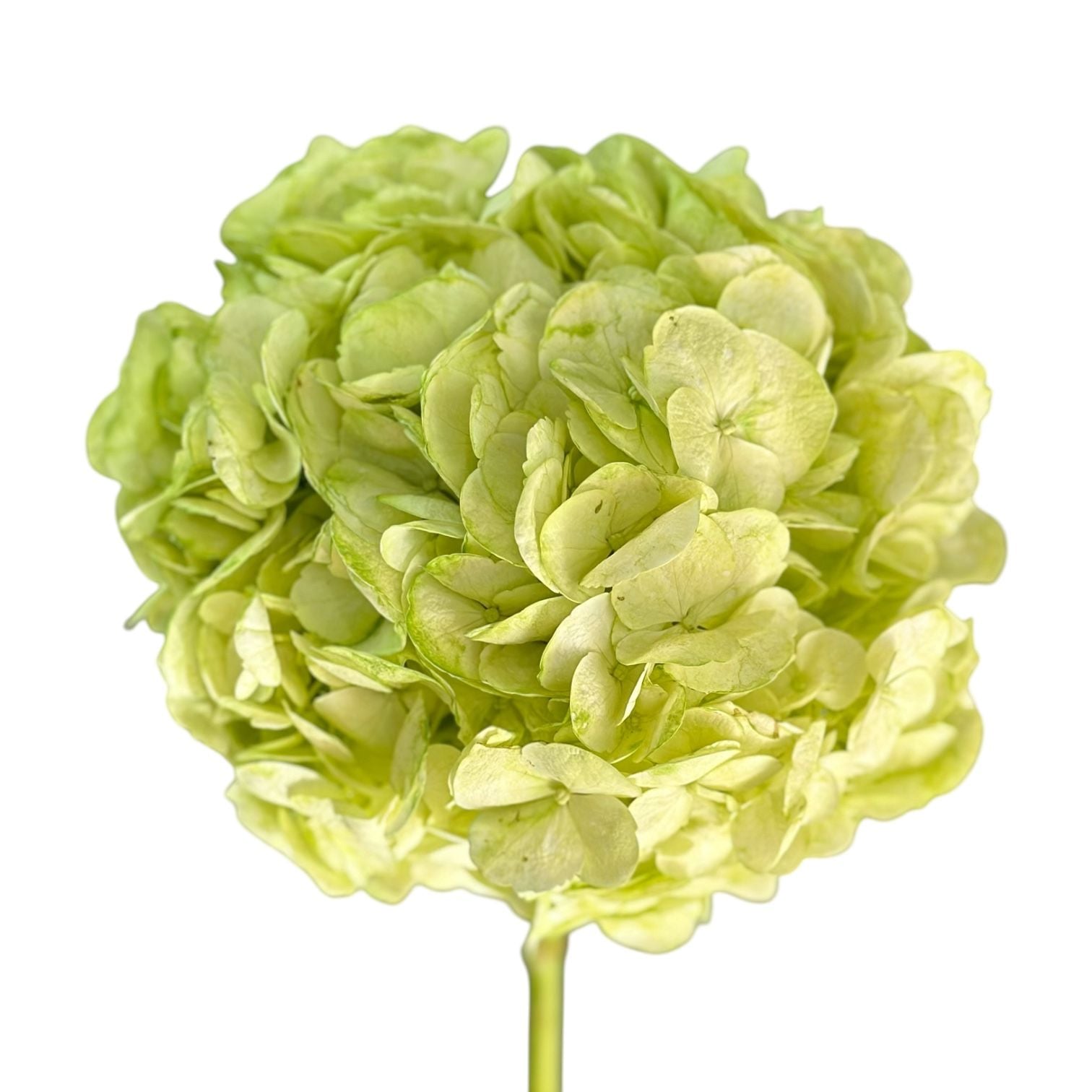 Bouquet Hydrangea green by piece