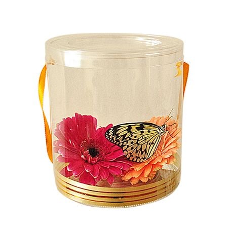 Product Live Butterfly in Box with Flowers
