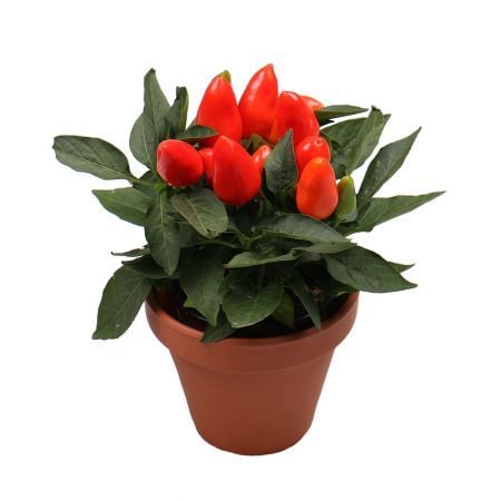 Capsicum | order the ornamental plant with delivery