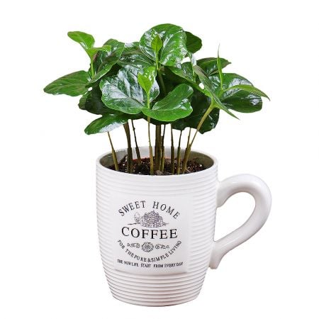 Product Coffee tree in a cup
